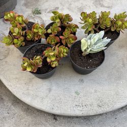 Jade Plants/succulent $5 Each