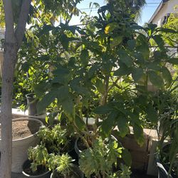 Yellow Flower Plant For Sale