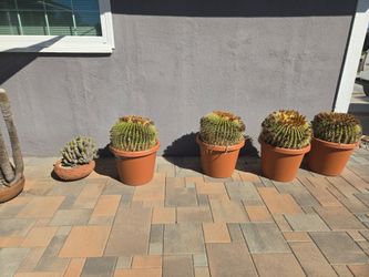 Golden Barrel Cactus