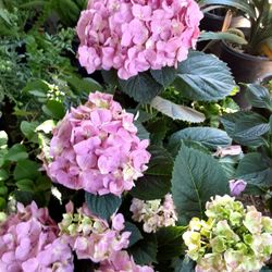 Hortensias $18
