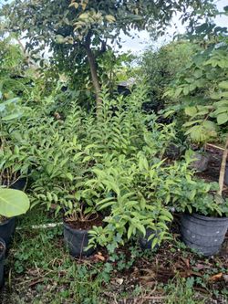 Galan de noche plants 7gl $35