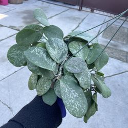 6” Hoya Obovata Splash