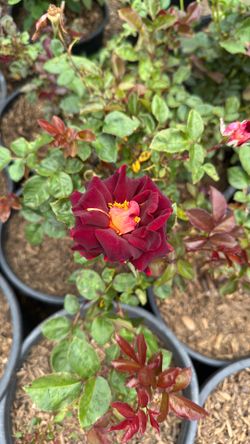 Maroon Rose