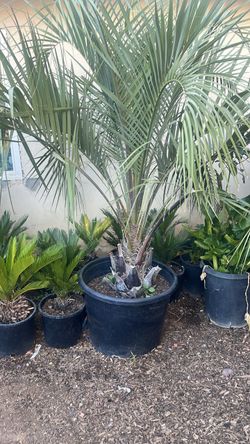 Palm trees