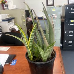 Aloe Vera / snake plant