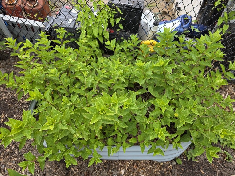 Two Little Lime Hydrangeas In A Large Container. Have Not Bloomed Yet Just Starting. Mature Plants Need A Nice Home