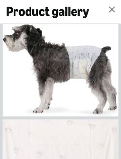 Male Dog Diapers- Medium