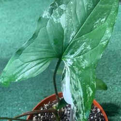 Syngonium Podophyllum Albo Variegated