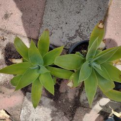 Suculentas For Sale 