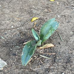 Agave pups