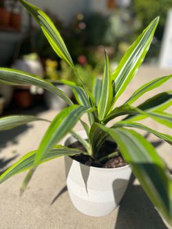 Dracaena 'Lemon Lime'