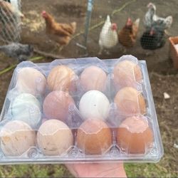 Fresh eggs