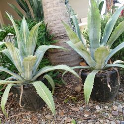 2 Agave Plants Large 