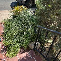 FREE Succulent Plant Clippings 