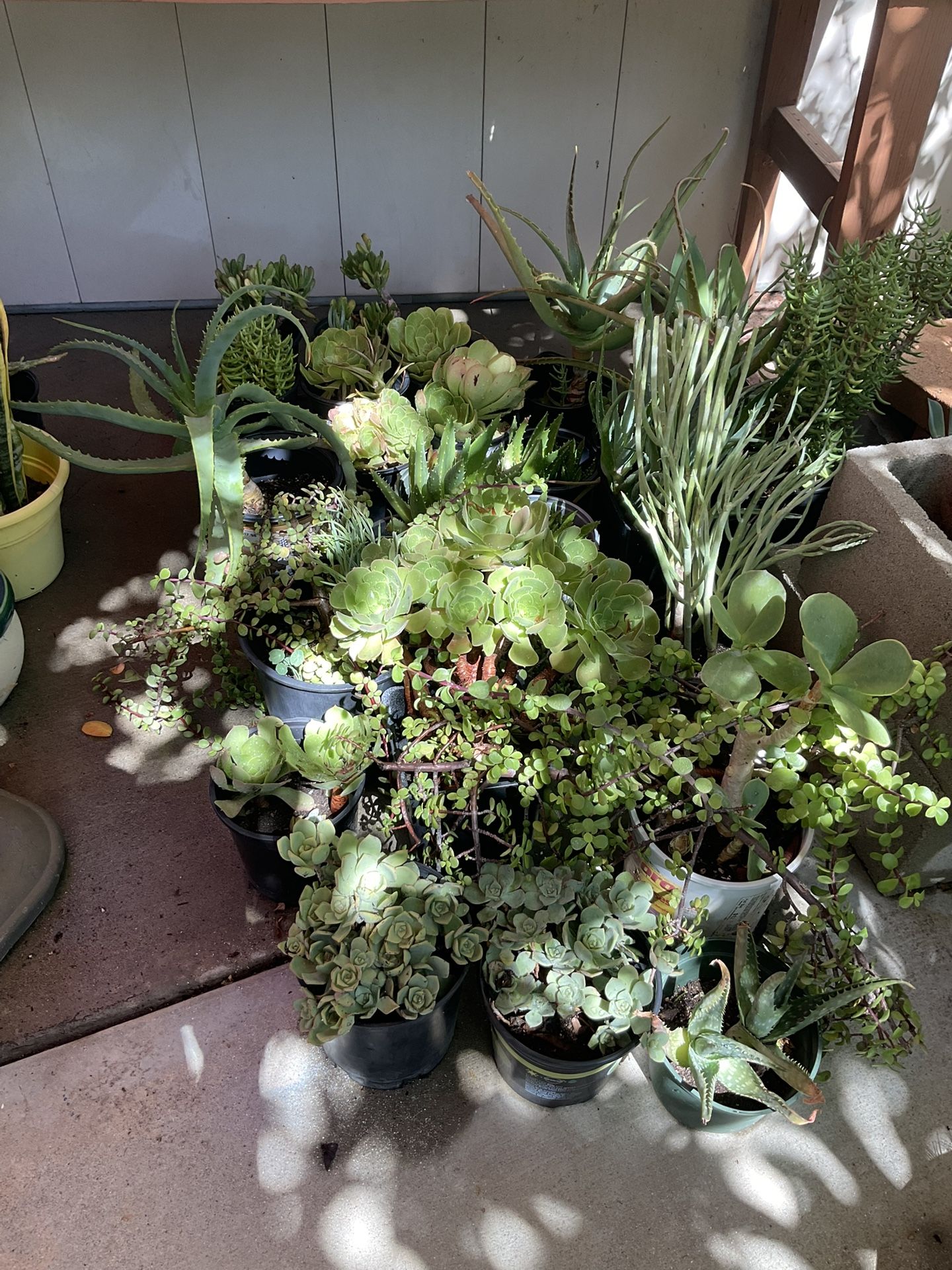Lot Of Different Kind Of Succulents Easy Care
