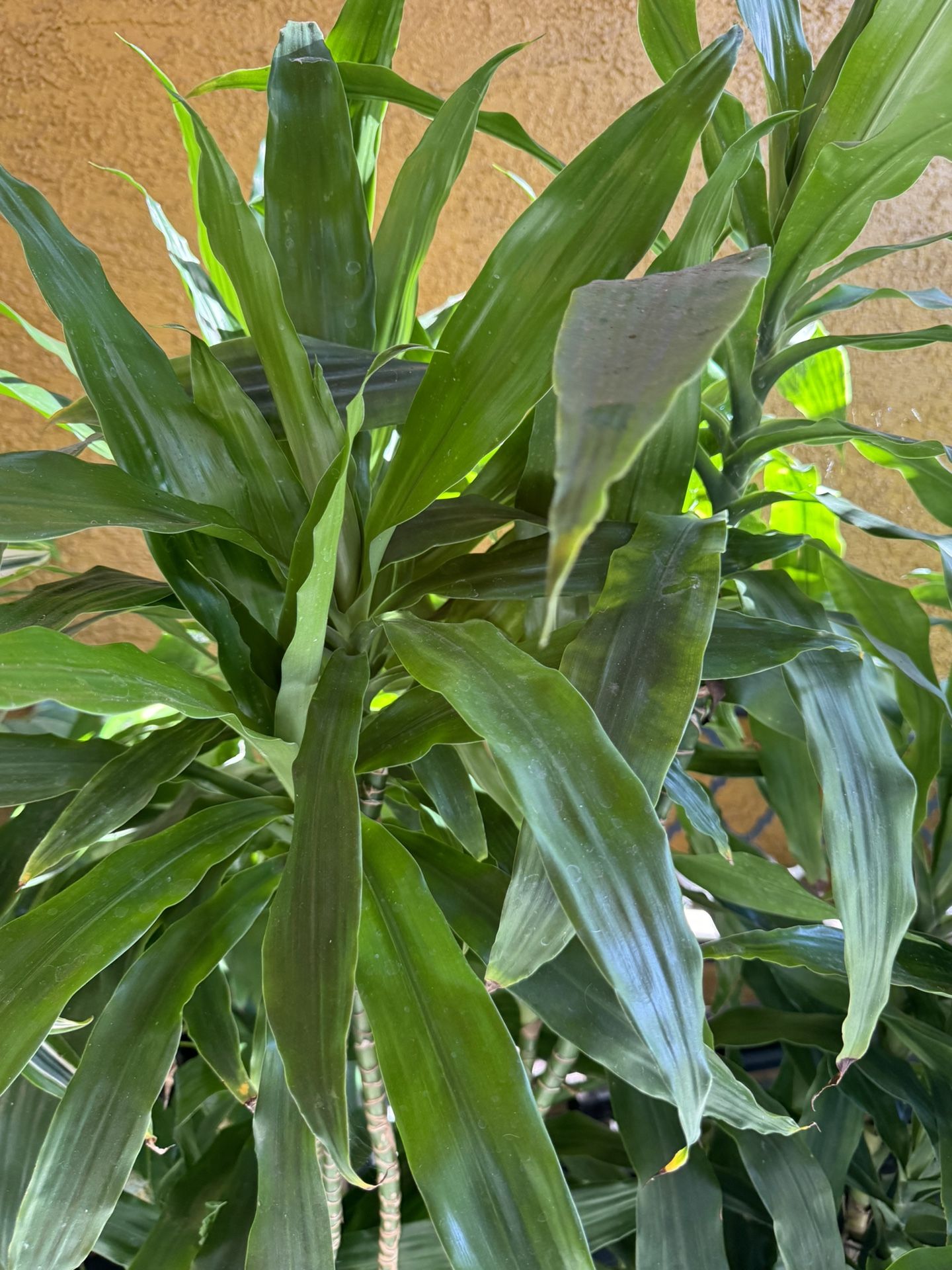 dracaena
