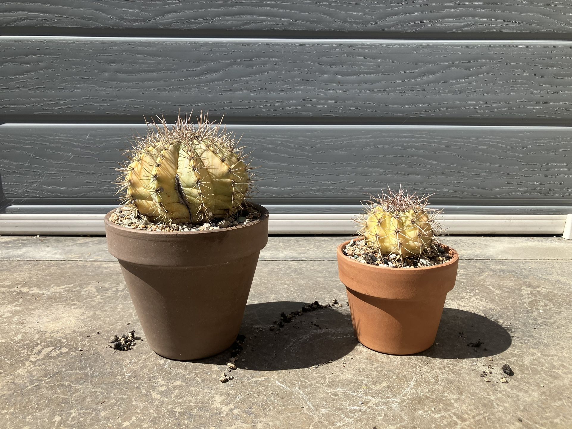 Ferocactus and Melocactus