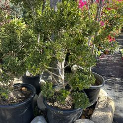 Japanese boxwood topiary bonsai 