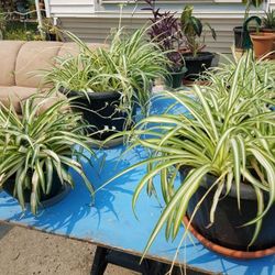 Spider plants&purple house plants