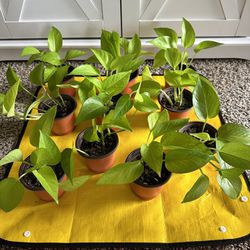 Neon Pothos Starter Plant For Sale - 4” Pot