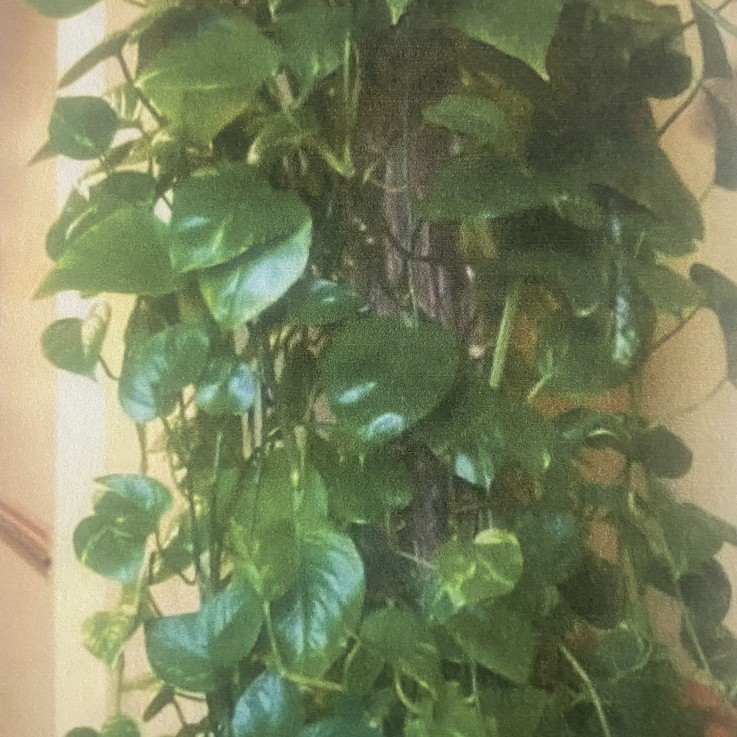 Indoor Plants For Sale Large Variety