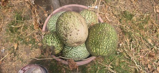 Chilacayotes cosechados en casa