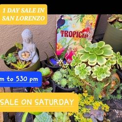 SUCCULENT / PLANT SALE TODAY SATURDAY FROM 1PM TO 530 PM