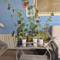 Morning glory Climbing Plant $1 Each Plant