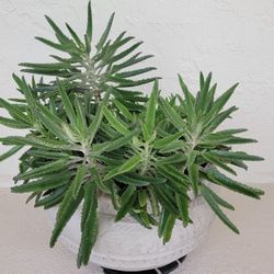 Mother Of Thousand In Very Big Pot 