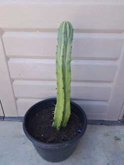 Bonito Cactus 🌵