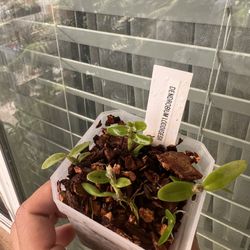 Dendrobium Lodigesii