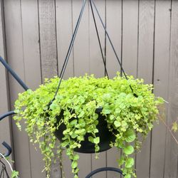 Live Creeping Jenny Perennial Plant in a Hanging Planter 