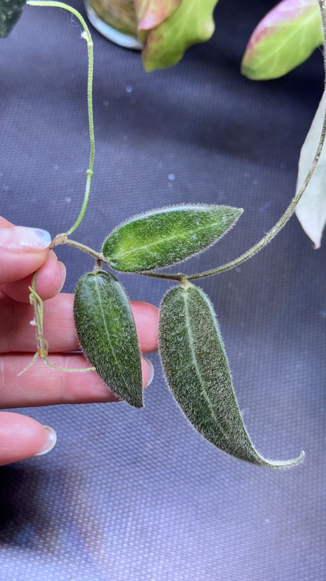 Hoya Hypolasia