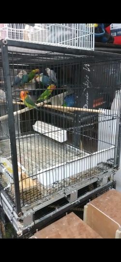 Bird Cage