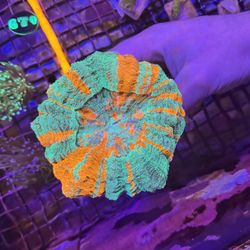 Burbank ‘s new Premier aquatic pet store location