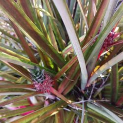 Ornamental Dwarf Pineapple Plant 