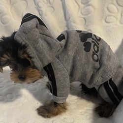 Adidog Wear For Puppies 