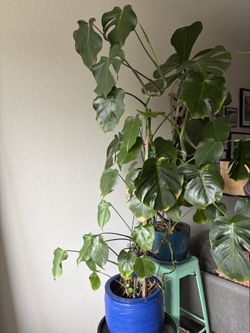 Monstera plant for sale with pot
