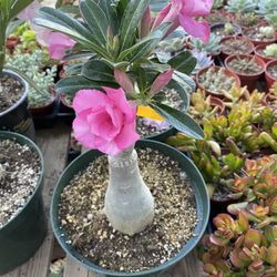 Desert Rose