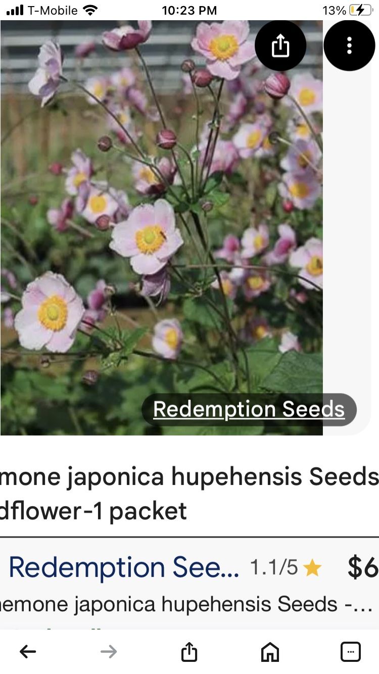 Pink Japanese anemone PLANTS $6