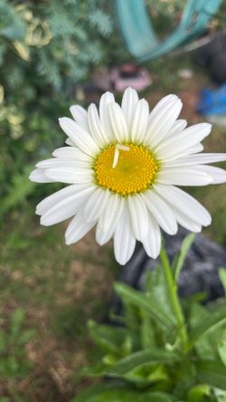 Planta Margarita