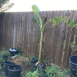 Banana Tree