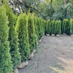 Privacy Tree Sale FREE DELIVERY! Emerald Green & Green Giants 