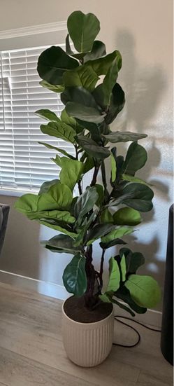 Indoor 6’ fig tree