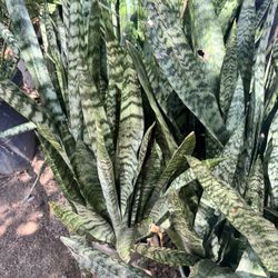 Plants For Sale….