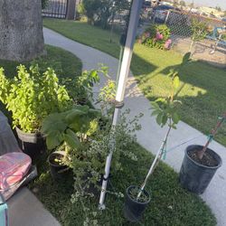 Plant 🪴🌹💕👕