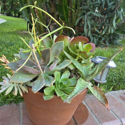 Decoration Suculents Plants Mix 
