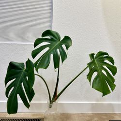Monstera Top Cutting