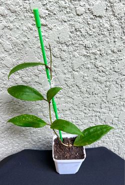 Hoya  Rangsan  plant