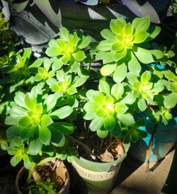 Kiwi Aeonium Succulents 🪷